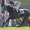 【競馬】ロードカナロア今週9勝