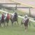 【競馬】新馬戦で逃げて馬なり圧勝のスカイグルーヴの次走