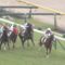 【競馬・京成杯】府中の新馬戦で5馬身差で勝ったスカイグルーヴは本当に大丈夫か？