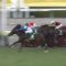 【競馬・チャレンジC】5連勝ロードマイウェイ強すぎﾜﾛﾀwwwwwwwww