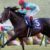【競馬】悲報・・インディチャンプが香港チャンピオンズマイルを辞退