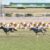 【競馬・京都2歳S】アンカツ「マイラプソディより東スポ組のほうが完成度は上やな」