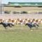 【競馬・京都2歳S】アンカツ「マイラプソディより東スポ組のほうが完成度は上やな」