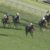 【競馬】ついにディープインパクト産駒から牡馬の怪物が産まれる