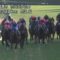 【競馬・有馬記念】アドマイヤモナーク＝スカーレットカラーに成るよ