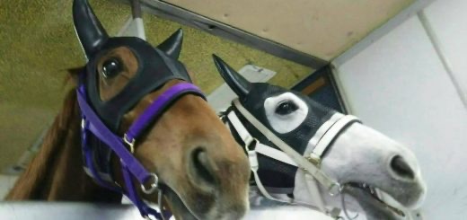 【競馬・阪神C】無事引退！レッツゴードンキちゃんにお疲れ様を言うスレ【2015年桜花賞馬】