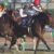 【競馬】フェブラリーS、レーティング足らずG2格下げ待ったなし