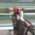 【競馬・スプリンターズS】グランアレグリア怪物だった。
