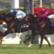 【競馬】アドマイヤの馬は今後誰が引き取るの？相続？