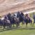 【競馬】オルフェーヴルってこれでも失敗になるの？