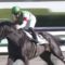 【競馬】ヴァーダイトは重賞を勝てる馬になるのか？
