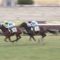 【競馬・きさらぎ賞】サトノゴールドに乗らずにギベルティに乗る武豊