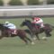 【競馬・日経新春杯】メロディーレーンとは何だったのか