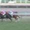 【競馬】皐月賞16着のクリスタルブラック、屈腱炎で全治2年の診断