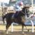 【競馬】チュウワウィザードがサウジC参戦！！か？川崎記念の出走想定から外れる