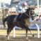 【競馬】帝王賞でチュウワウィザードを買う馬鹿www