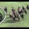 【競馬】三冠馬ナリタブライアンの全弟ビワタケヒデ死亡　25歳