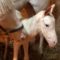 【競馬】[画像] 父ゴールドシップの白毛馬誕生！