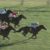 【競馬】マジでマーフィーが天才すぎる件