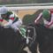 【競馬・シンザン記念】枠順確定！想定1番人気ククナは大外8枠15番、武豊ダディーズビビッドは3枠5番