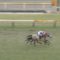 【競馬・ダイヤモンドS】単勝最低人気325倍ミライヘノツバサｗｗｗｗｗｗｗｗｗｗｗｗｗｗ