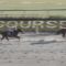 【競馬】海外生産のロードカナロア産駒がオーストラリアG1を勝利！！