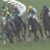 【競馬】阪神5Rニホンピロユー強すぎｗｗｗｗｗｗｗｗ ➡【結果】