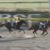 【競馬】矢作師「母父ヘネシーなのでこなすかな？と」　ルメール「母父ヘネシーなのでこなすかな？と」