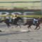 【競馬・フェブラリーS】モズアスコット強すぎワロタｗｗｗｗｗｗｗｗｗｗｗｗｗｗｗｗｗｗ