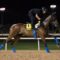 【競馬】ドバイ到着後のアーモンドアイの馬体がヤバすぎる…