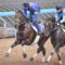 【競馬・大阪杯】ブラストワンピース大竹「去年は絞り過ぎた。今年は大丈夫」