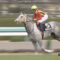 【競馬・ヴィクトリアM】セラピアさん、破格の猛時計！！令和の快速逃げ馬誕生か？！