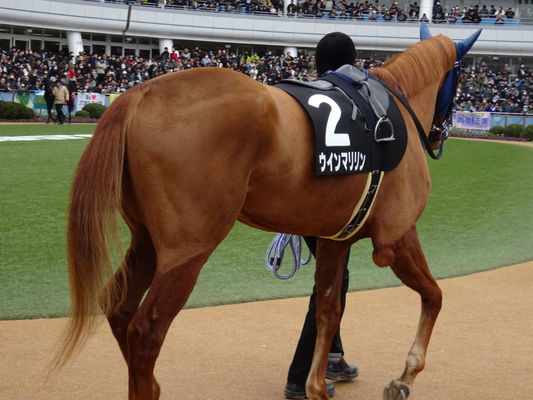 【競馬】ウインマリリン難病乗り超え重賞制覇【感動秘話】