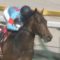 【競馬】青葉賞勝ちオーソリティー故障とか