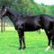 【競馬】JRAのG1入場曲ってザチャンピオンとグレートエクウスマーチだけでいいよな