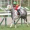 【競馬・ヴィクトリアM】オルフェ産駒セラピア出走取り消しｗｗｗ