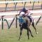 【競馬】悲報・・オジュウチョウサン、中山大障害を回避