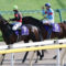 【競馬】田辺のアーモンドアイに対するブロックがひどすぎる件