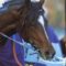 【競馬】＜画像＞トウカイテイオーイケメンすぎひん？
