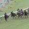 【競馬】スティッフェリオ引退