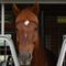 【競馬・画像】ヤマカツエースの今の姿が丸山桂里奈にそっくりすぎると話題ｗｗｗｗｗ