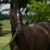 【競馬】朗報！土日の東京競馬場、超絶どしゃ降り予報ｗｗｗｗｗｗｗｗｗｗｗｗｗｗ