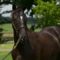 【競馬板】B'zが馬主だったら付けそうな馬名