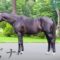 【競馬・動画】今年の社台SS種付け頭数1位はキズナ