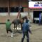 【競馬】現役競走馬レイズアスピリット、餓死寸前　大雪で身動きとれず…現役の競走馬“瀕死”