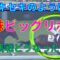 【競馬・動画あり】キセキの全妹ビッグリボンが怪物牝馬だった件
