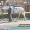 【競馬・画像あり】サトノブラーヴ白すぎ【オルフェ産駒の超良血】