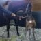 【競馬・画像あり】モスグラシュー爆誕