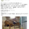 【競馬】朗報！！ダイワスカーレット、11頭目の産駒にしてついに初の牡馬を産み落とす