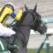 【競馬・マーメイドS】シャムロックヒル藤懸初重賞勝ちｗｗｗｗ